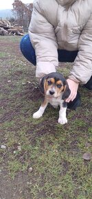 Šteniatka beagle - 10