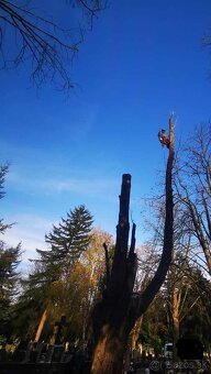 Výrub a orez stromov, arboristické práce - 10