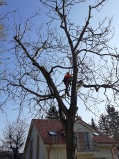 Arboristika, rizikové pílenie stromov, výrub stromov - 10