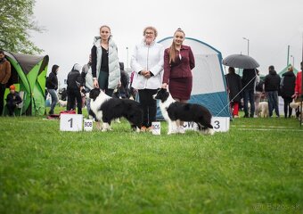 Border Kólia šteniatka Plánovaný vrh - Border Collie puppies - 10