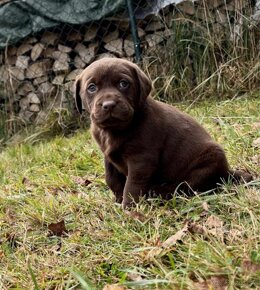 Čistokrevná štěňata labrador ihned hňědé kluky - 10