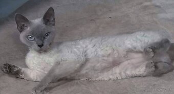 DEVON REX s PP dospela macka - 10