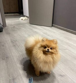 Pomeranian mini Boo - 10