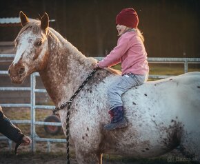 Plemenný žrebec Appaloosa - 10