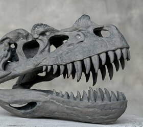 Replika lebky dinosaura Ceratosaurus Múzejná kvalita, 20cm - 10