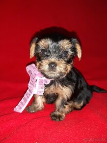 Yorkshire terrier s preukazom povodu (rodokmen) - 10