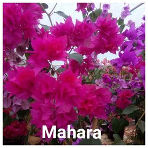 Bougainvillea,( bougainvillea, bugenvilea, bugenvila ) - 10