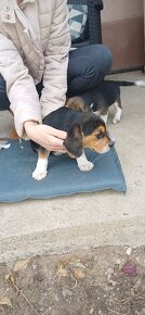 Šteniatka beagle - 10