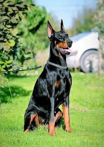 DOBERMAN ŠTENIATKA S FCI P.P - 10