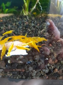 Krevetky neocaridina davidi yellow - 10