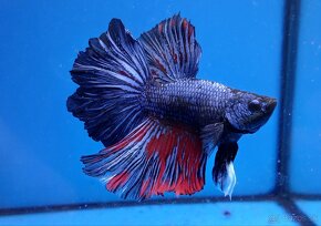 Bojovnice- Betta splendens - 10