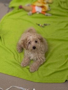 Maltipoo - 10