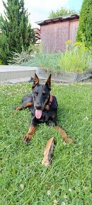 DOBERMAN KENNEL Šteniatka s FCI P.P - 10