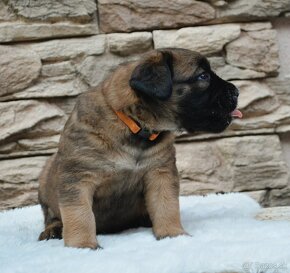 Boerboel - štěňata s PP (FCI) - 10