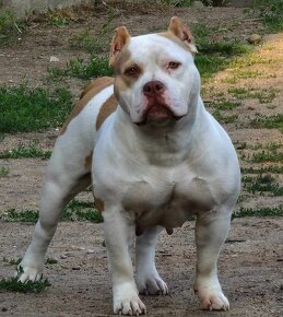 American Bully pekna fenka vnučka GR.CH.Grimm - 10