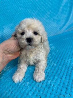 Maltipoo - 10