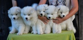 Samojed šteniatka s PP MATYELLA - 10