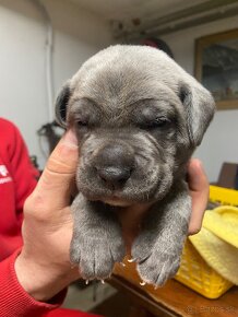 Cane Corso - 10