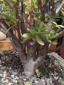 ▶️▶️Bonsai--kaktis--ficus ▶️▶️ - 10