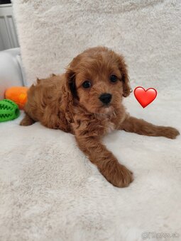 Cavapoo - 10