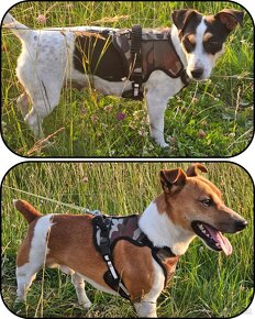 Jack russel terier - 10