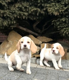 Bígel Bigl Beagle s PP FCI (bicolor, tricolor) - 10