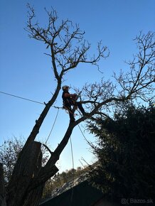 Arboristika, Spilovanie, Opilovanie, Výrub stromov - 10