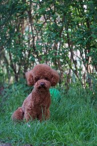 Cavapoo - 10