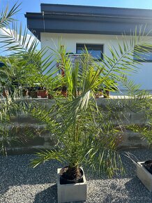 Palma PHOENIX CANARIENSIS (ĎATLOVNÍK KANÁRSKY - 10