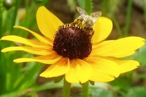 Rudbeckia srstnatá žltá - 10