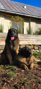 Leonberger s PP - 10