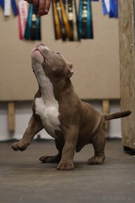 American Bully - 10