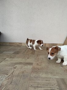 Jack russel terier - 10