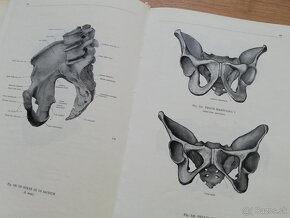 F.Kiss, J.Szentágothai - Atlas anatómie človeka 3 časti - 10