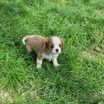 Cavalier king charles spaniel - 10