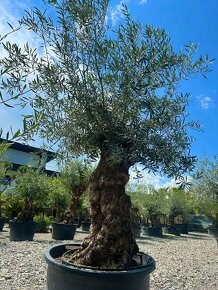 Olivovník európsky (Olea europaea) - 10