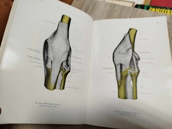 Atlas anatómie človeka I, II, III diel--1975-Kiss Ferenc, Sz - 10