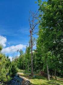 Výrub rizikových stromóv / arboristické práce - 10