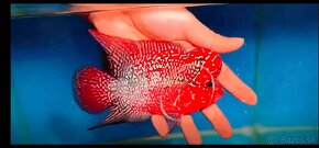 Flowerhorn - 10