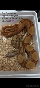 Boa Constrictor VPI T+ - 10