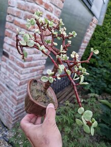 Krasny Bonsaj Portulacaria afra Variegatna forma - 10