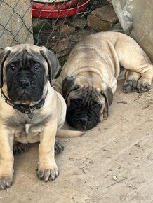 Šteniatka Bullmastiff, Bulmastif (2 sučky) - 10