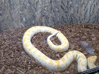 PREDÁM PYTHON MOLURUS BIVITTATUS ALBINO CARAMEL - 10