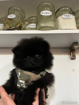 Pomeranian mini do 2,5 kg - 10