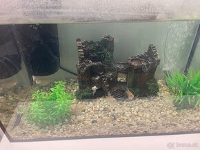 Ryby a akvarium - 10