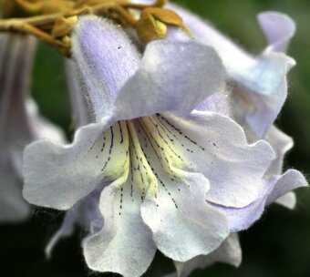 Paulownia- vysadte si svoj vlastný les - 10