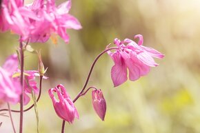 Orlíček obyčajný –Aquilegia vulgaris-prázdnokvetý a plnokvet - 10