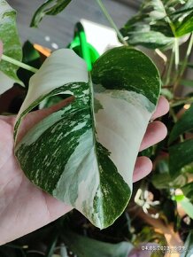 MOnstera Albo variegata - odrezky od 10-15€ na predaj - 10