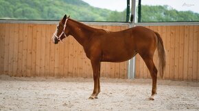 Dvouletá splash Quarter Horse klisna, nominována na Futurity - 10