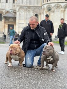 American Bully Pocket - 10